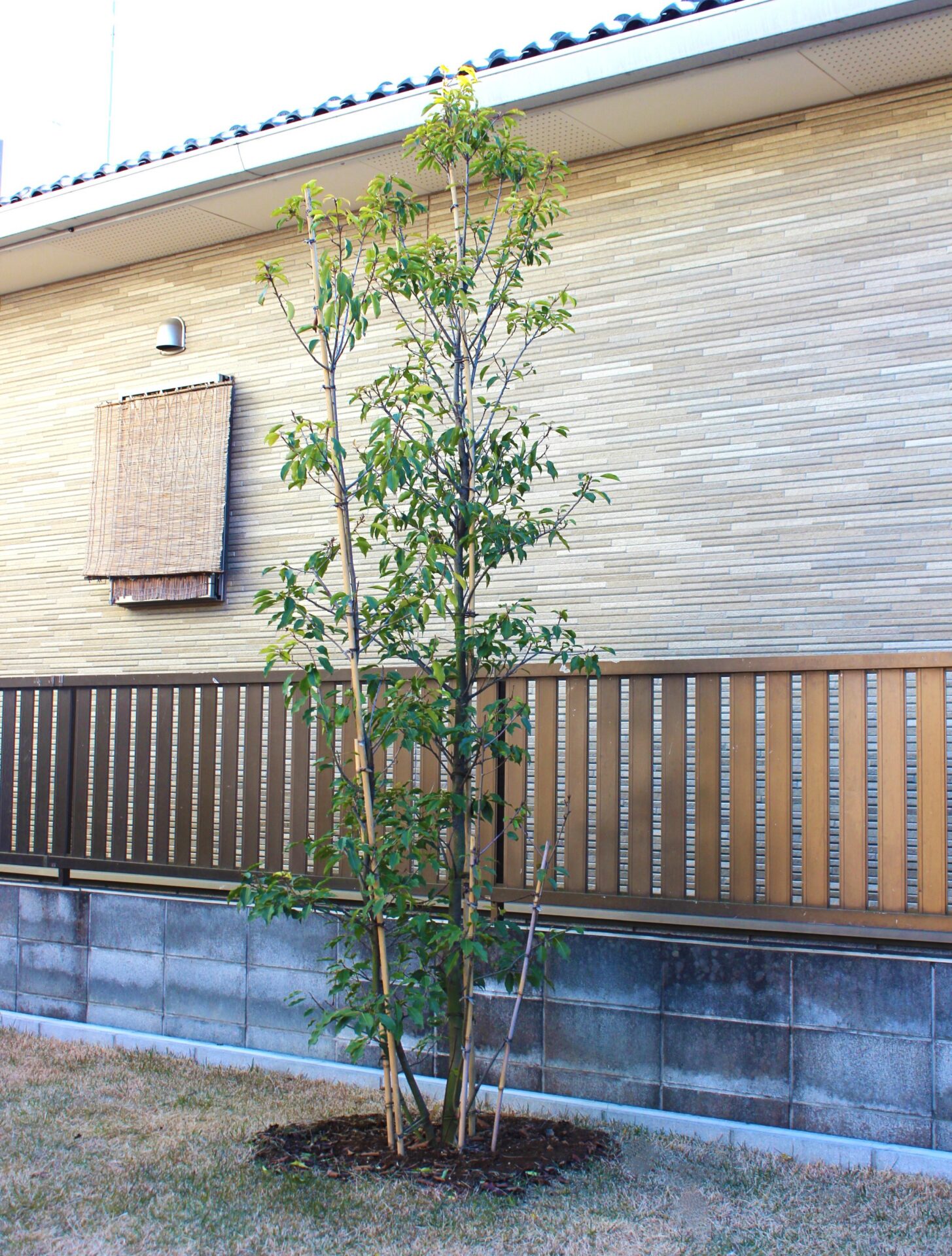 鴻巣市　自然石と黒い玉石のアプローチが建物と調和するオープン外構の庭まわりのシンボルツリー