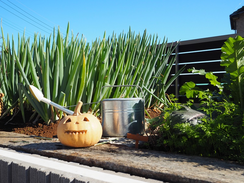 熊谷市　ブロックで囲んだお客様お手製の家庭菜園のカボチャ