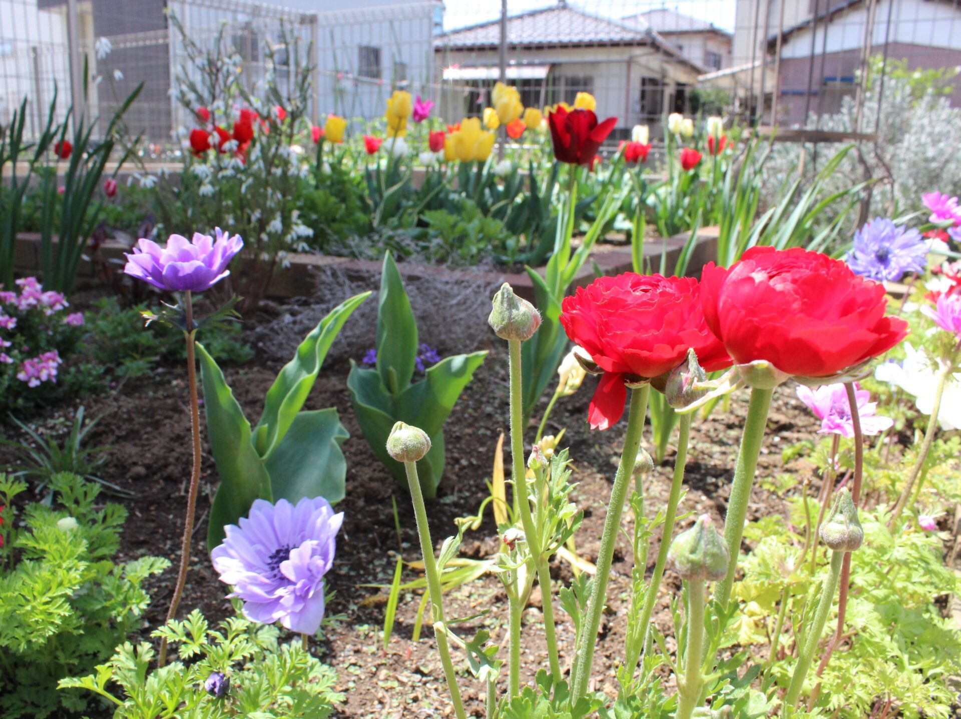 鴻巣市　レンガ造りの園路と花壇でガーデニングを楽しむお庭の花木