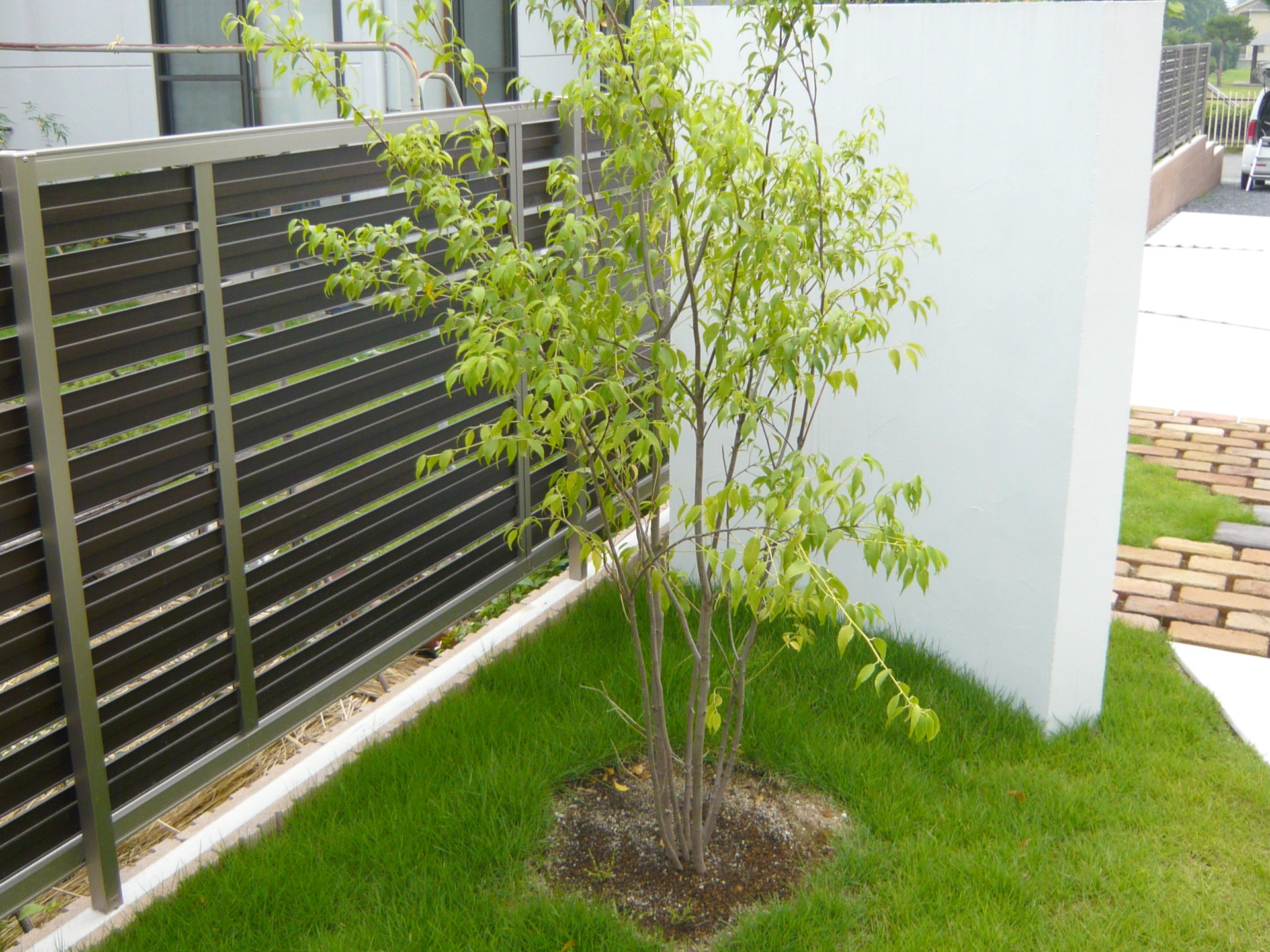 熊谷市　2枚の塗壁とレンガ敷きのアプローチが印象的なナチュラル外構の植栽とフェンス