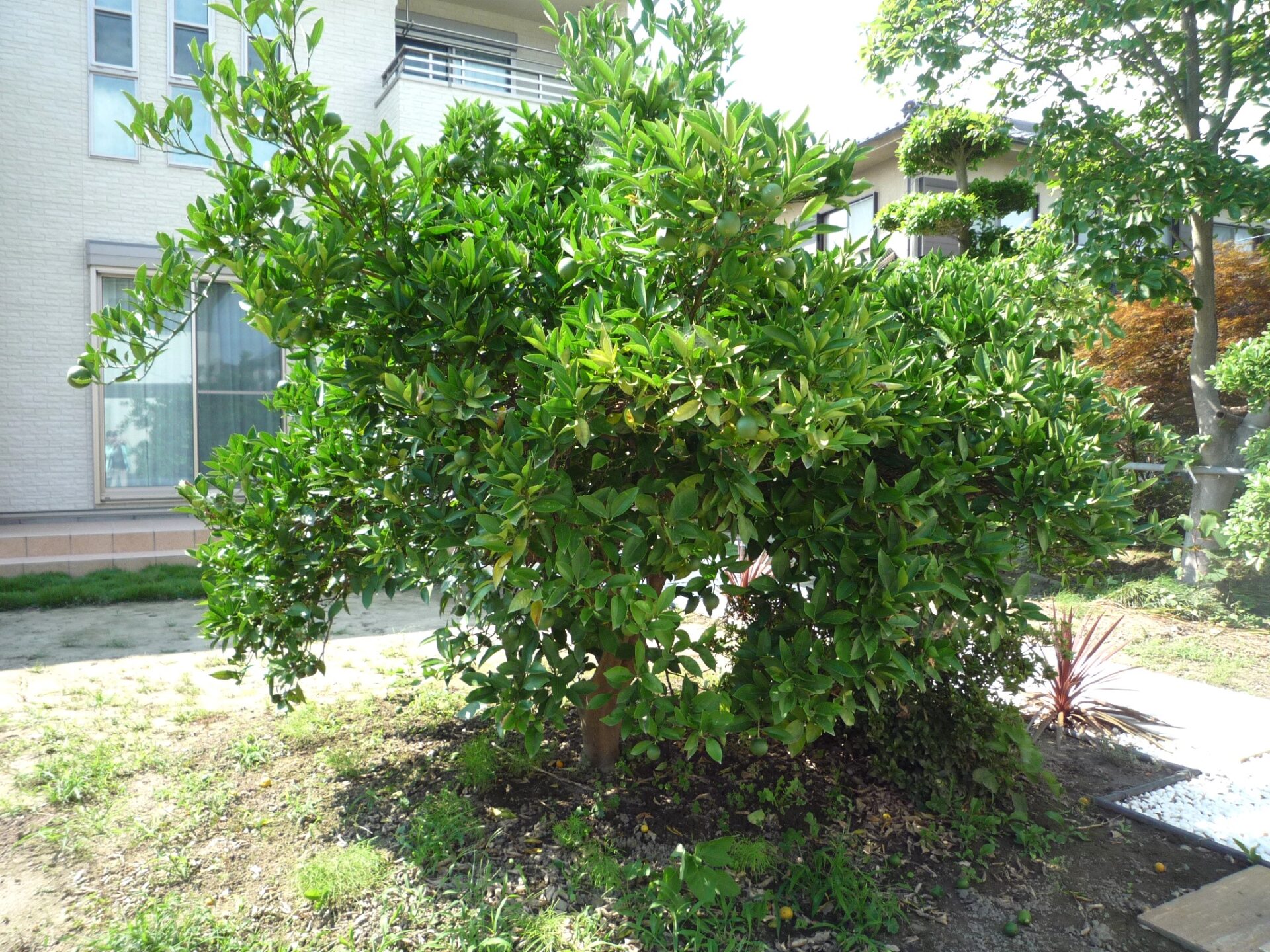 熊谷市　リゾート風の素敵な塗り壁門柱がある外構のみかんの木