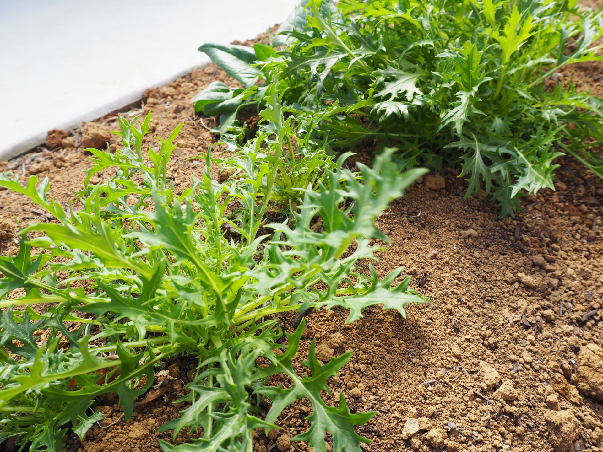 鴻巣市のナチュラルな新築外構