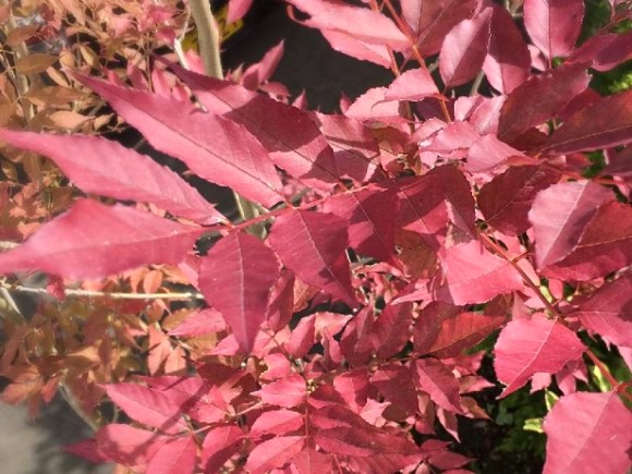 アオダモの紅葉