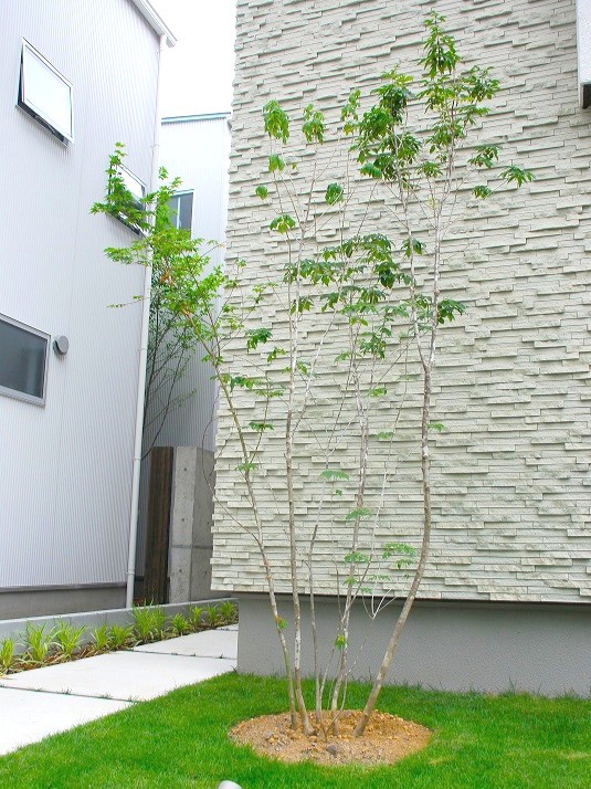 アオダモ　涼しげな印象と季節感を感じられる落葉樹