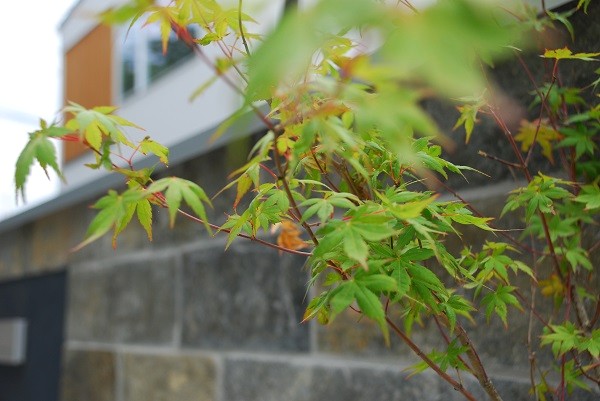イロハモミジ　美しさが人気の日本の気候風土に適した落葉樹