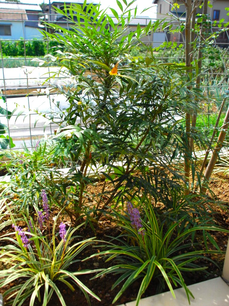 北本市　取り入れるだけで一気に華やか　－マホニアコンフューサの特徴－