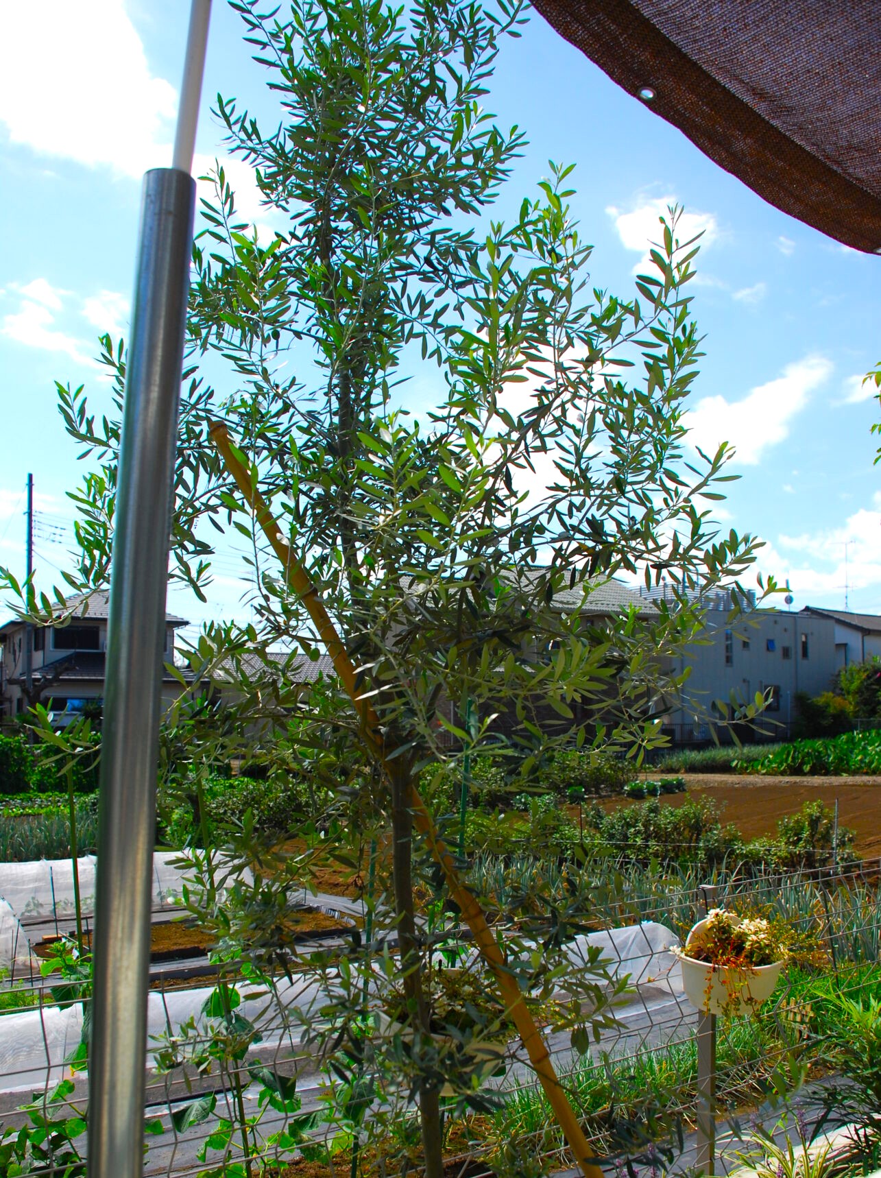 オリーブ　玄関前などの小スペースから主庭のシンボルツリーまで