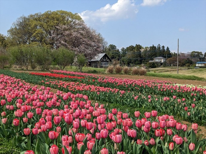 身近な春景色　いろいろ
