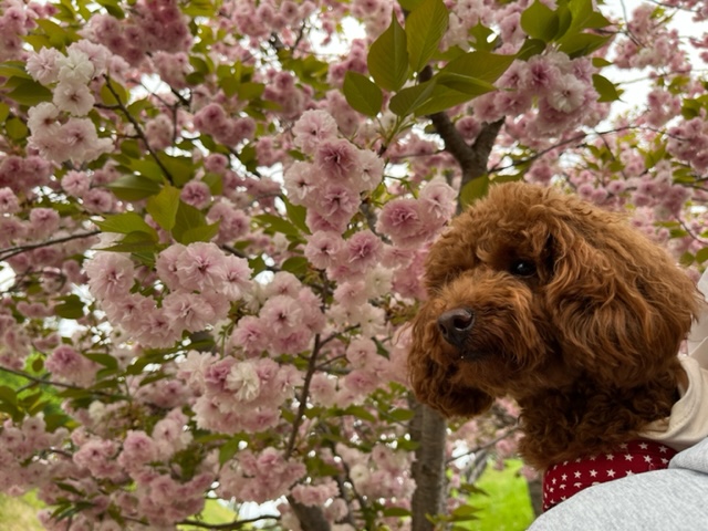 どこかお出かけしましたか？