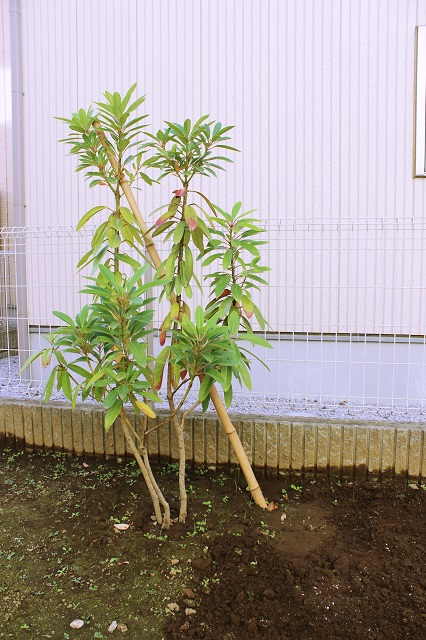 ヒメユズリハ　育てやすく季節感が感じられる