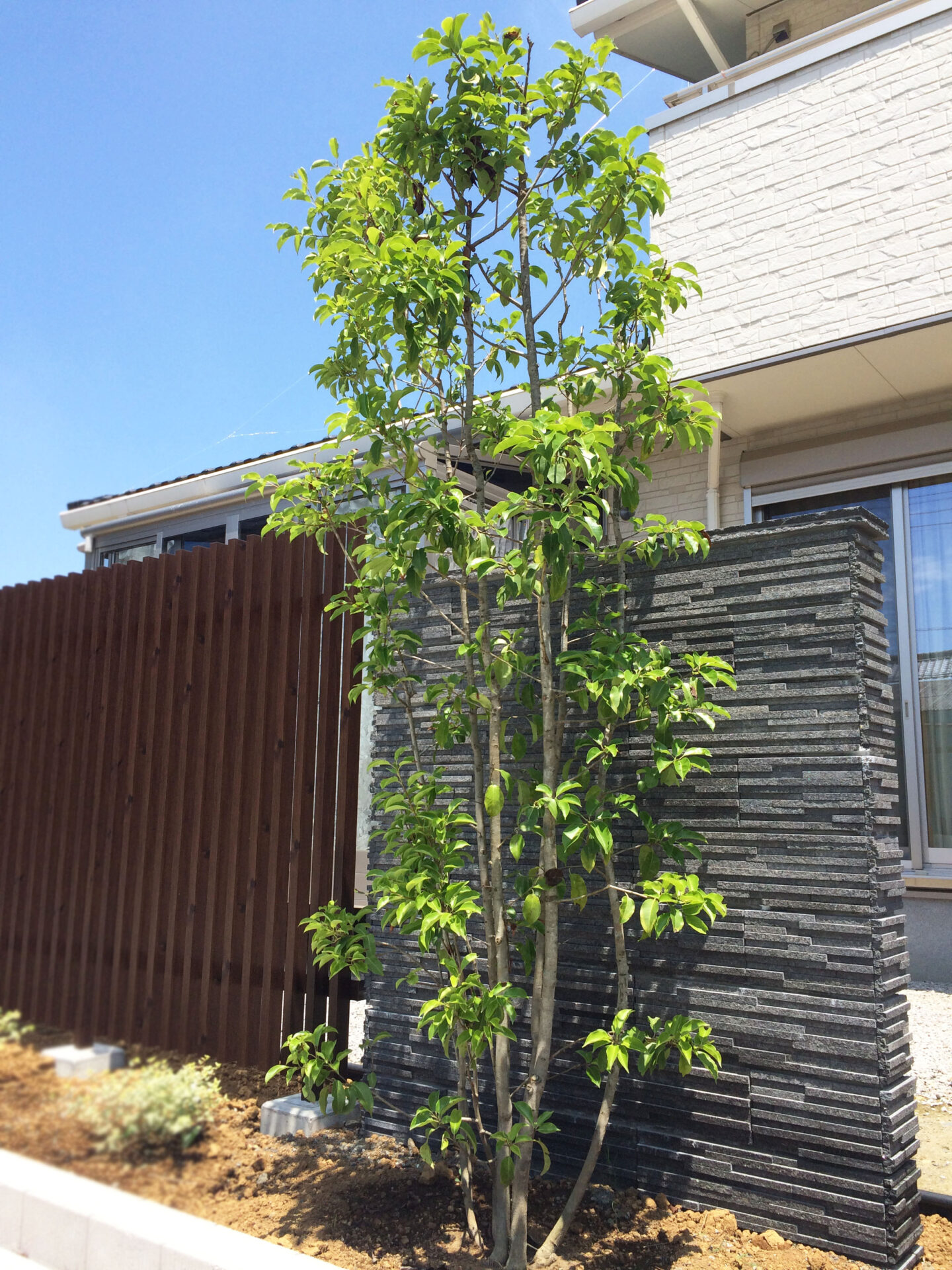 ソヨゴ　柔らかい印象が人気の常緑樹