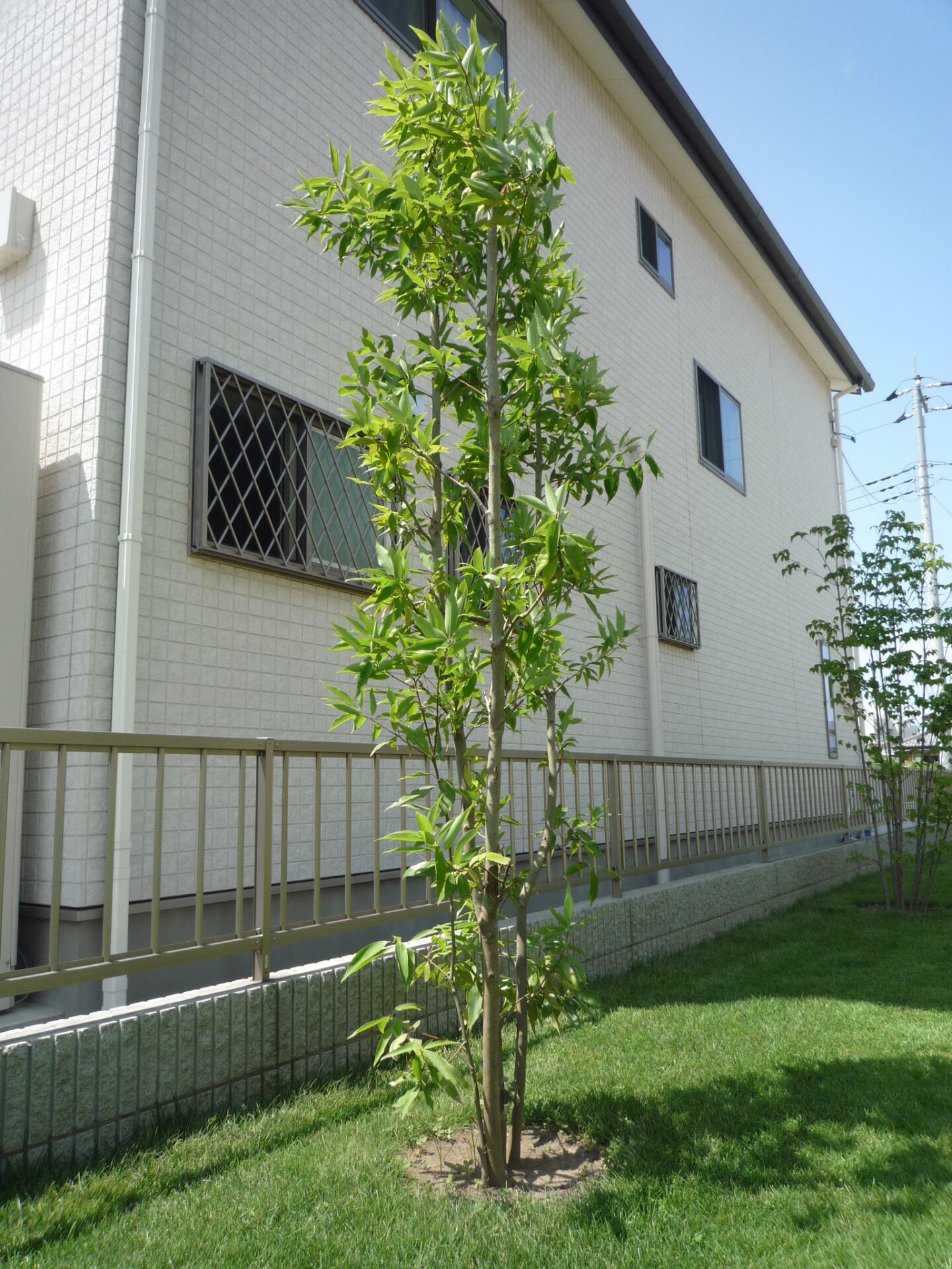 シラカシ　外観に彩りを与え、目隠しの役割も果たすシンボルツリー