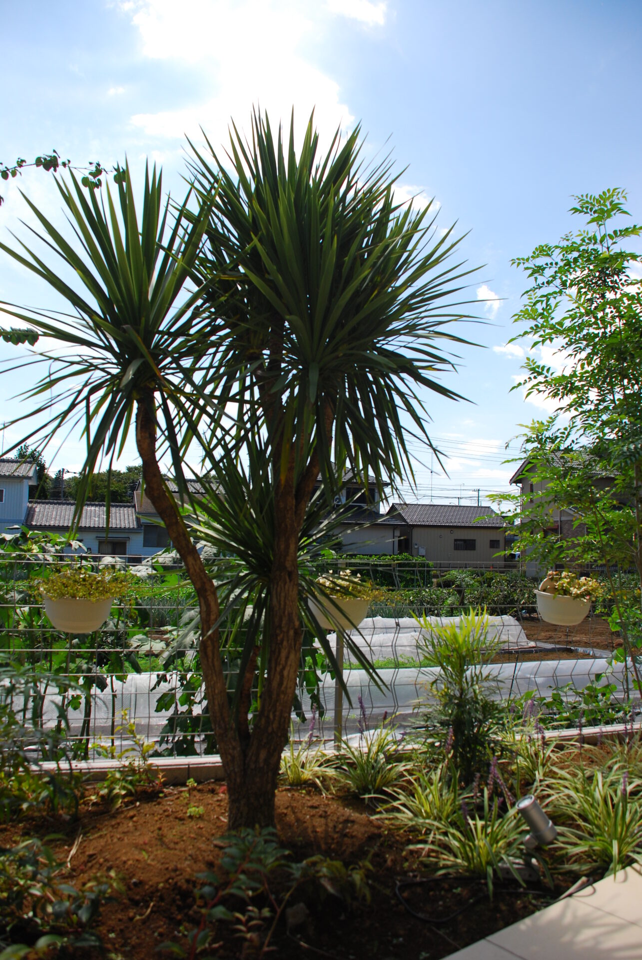 ドラセナ　スタイリッシュで印象的な「幸福の木」