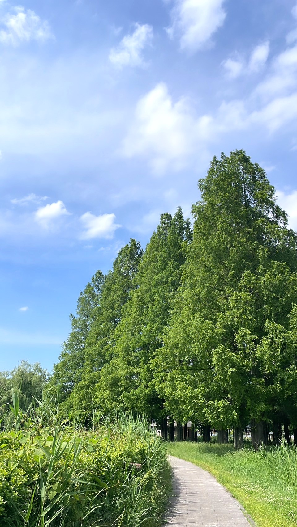 夏の始まりと食の話