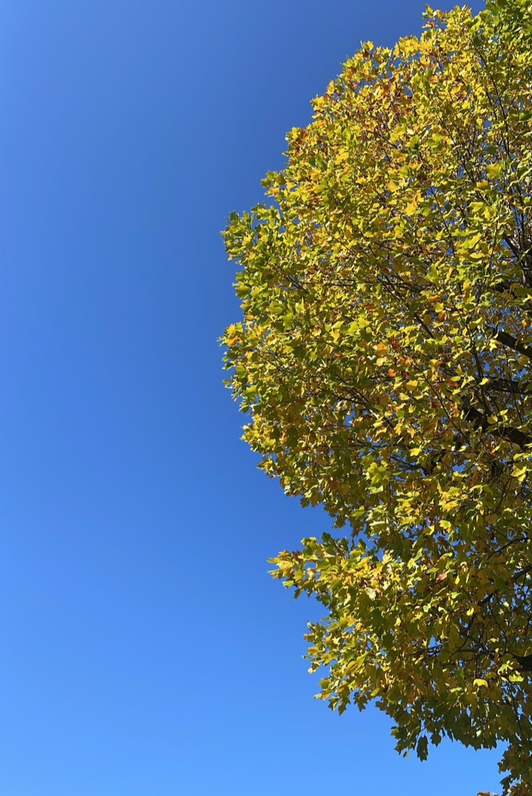 プラタナスの木