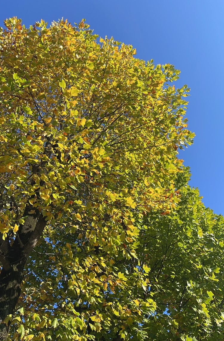 小さい秋を感じる今日この頃
