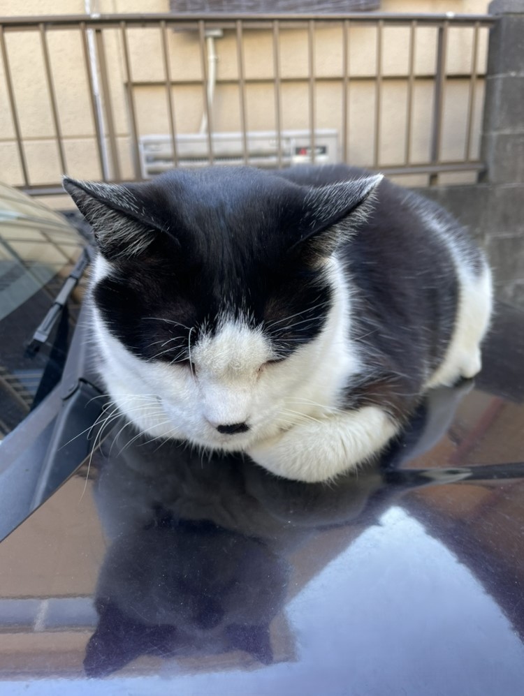 行田市のカフェの猫