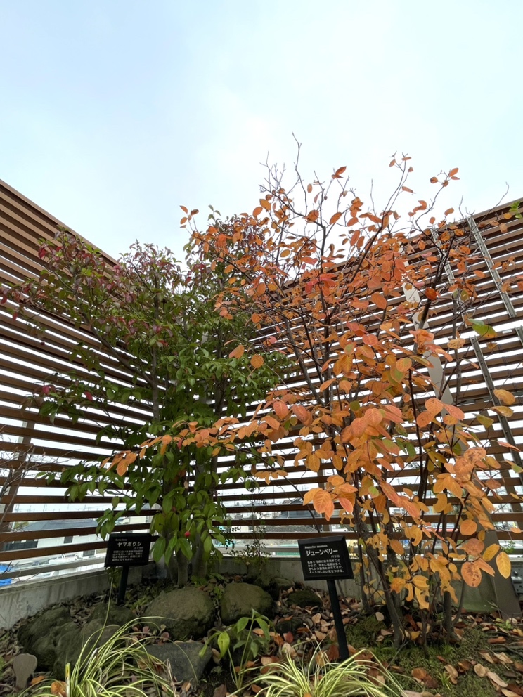 エコ・グリーン設計のジューンベリーとヤマボウシ