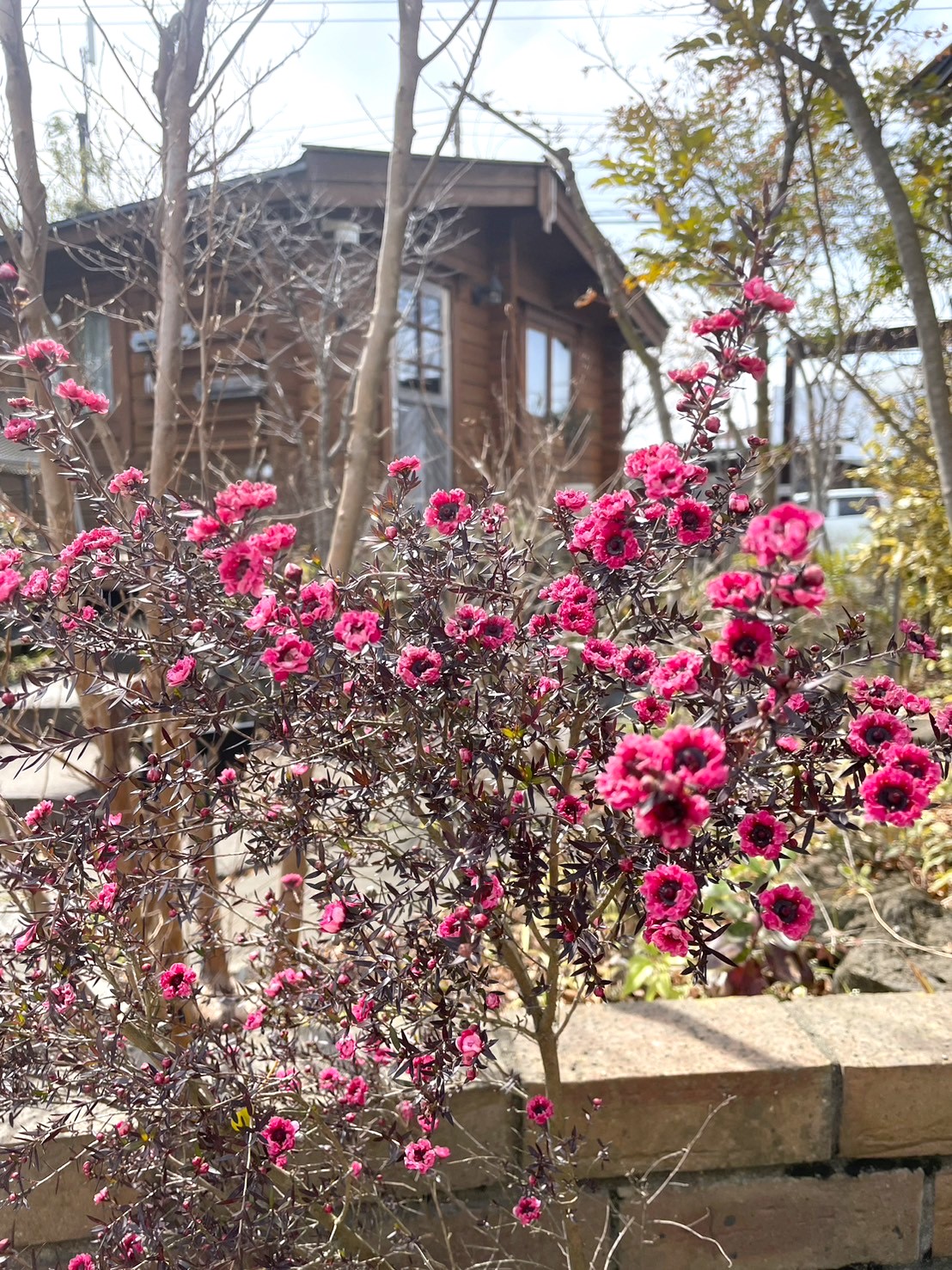 春らしくなってきましたね