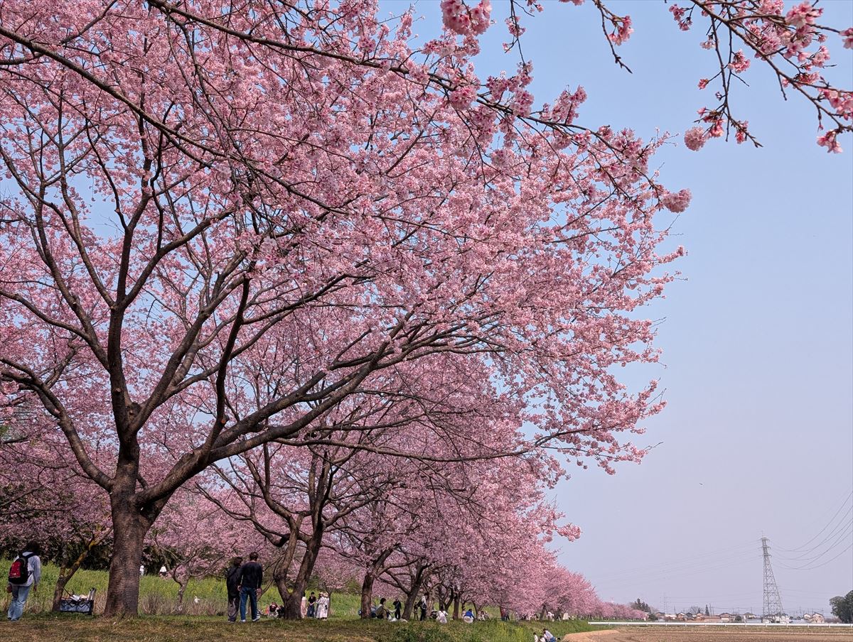 一足お先に満開です