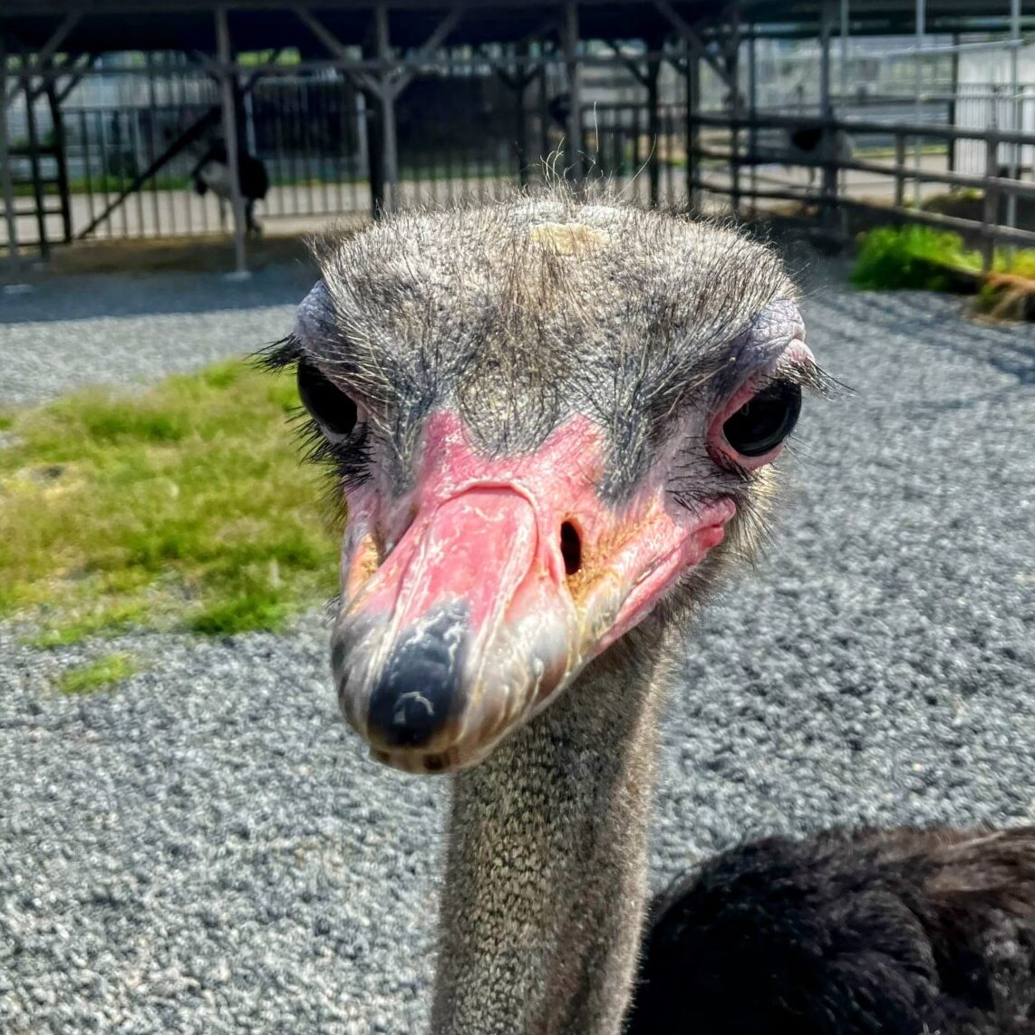 ダチョウに会いに美里へ！