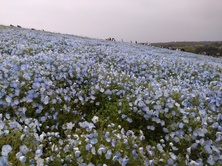 お庭のアプローチ