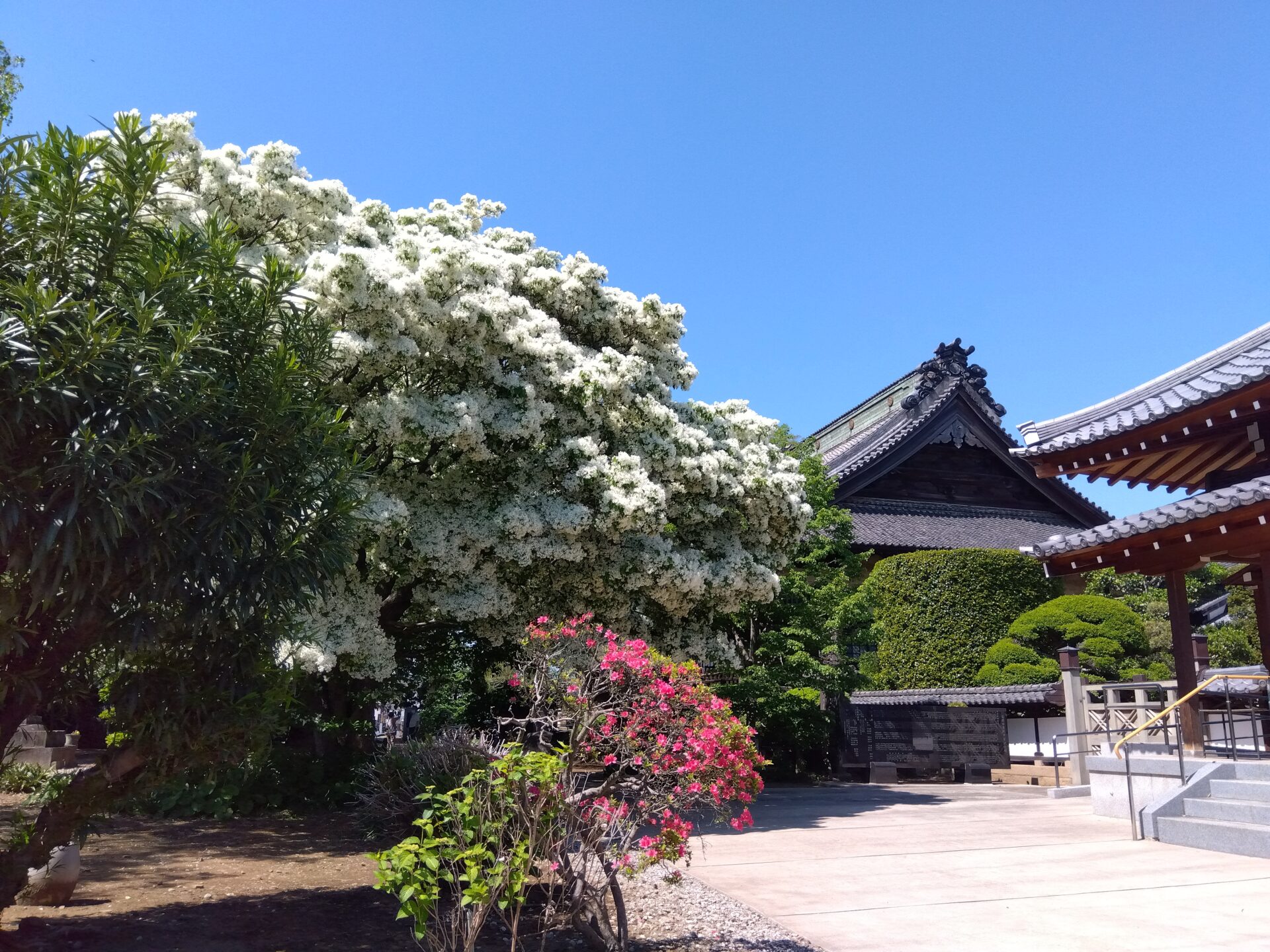 なんじゃもんじゃ